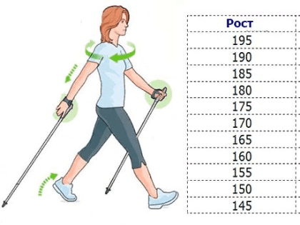 Не только для пожилых: почему скандинавская ходьба считается самым полезным видом спорта