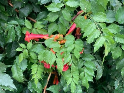 В Шахтах рабочая неделя начнется с похолодания и небольшого дождя