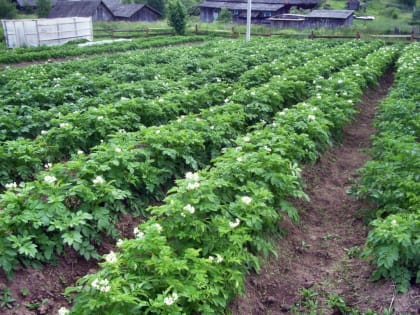 Мягкая и твердая черная гниль картофеля