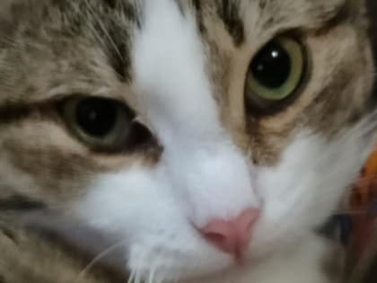 Отравления, вирусы или плохая экология? Домашние кошки уже не первый год продолжают массово умирать и пропадать в Морозовске