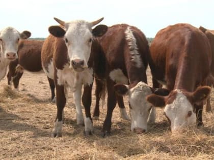В Астраханской области из-за опасной болезни ввели режим ЧС и утилизируют скот