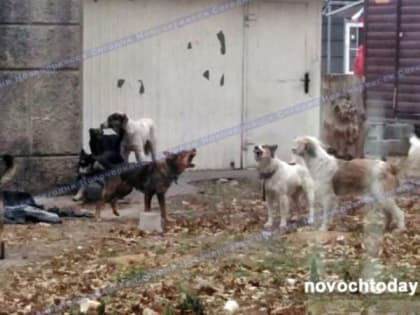 В Ростовской области почти шесть тысяч человек обратились в поликлиники после укусов животными
