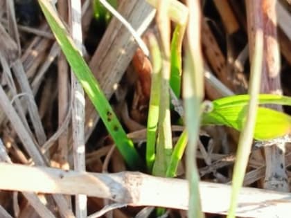 Аграриев предупреждают о необходимости мониторинга зернового клеща