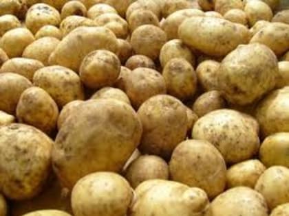 Управление Россельхознадзора информирует о проведении профилактических мероприятий по выявлению и недопущению распространения карантинного объекта «Бактериальная кольцевая гниль ка