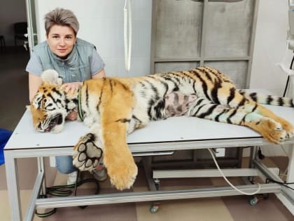 В Волгодонске на прием к ветеринарам принесли циркового тигренка