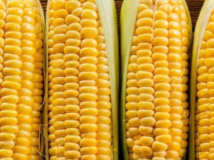 Партию зараженной кукурузы обнаружили в Ростовской области