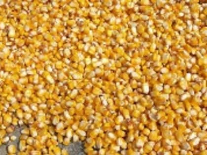 В Ростовской области Управлением Россельхознадзора в партиях кукурузы массой 390 тонн обнаружены семена амброзии полыннолистной