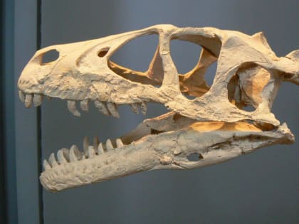 Сохранившийся череп тираннозавра обнаружили в коммунальном провале в центре Ростова
