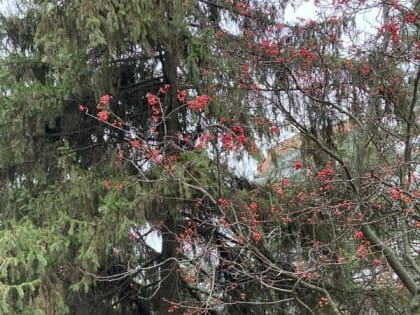 Морозную и ветреную середину недели обещают шахтинцам