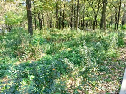 В таганрогской роще «Дубки» 14 октября пройдет субботник