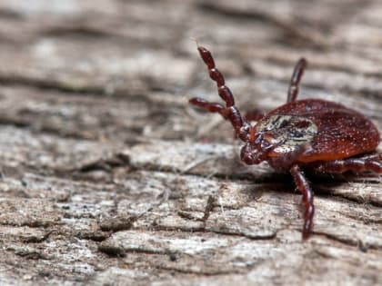 Жители Ростовской области стали реже обращаться в поликлиники после укусов клещей