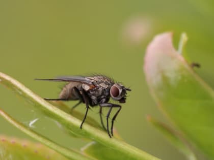 Опасная муха: зараженный табак хотели ввезти в Ростовскую область