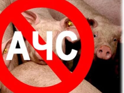 В Миллеровском районе обнаружили очаг африканской чумы свиней