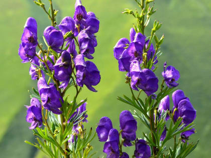 Растения на черноморских курортах, которые стоит обходить стороной. Аконит (борец)