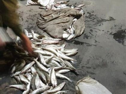 Ущерб в 3.5 млн рублей нанес браконьер, промышлявший в Таганрогском заливе