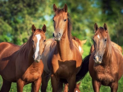 Инфекционная анемия лошадей