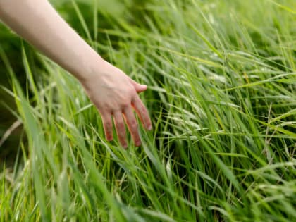 За неделю от укусов клещей пострадали 44 таганрожца