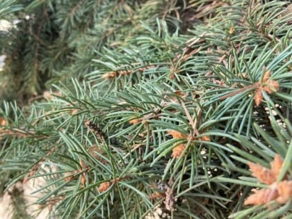 Первые зимние выходные в Шахтах будут морозными и ветреными