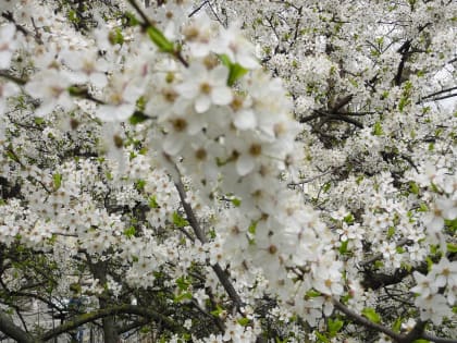 Прохладная неделя ожидается в Ростове