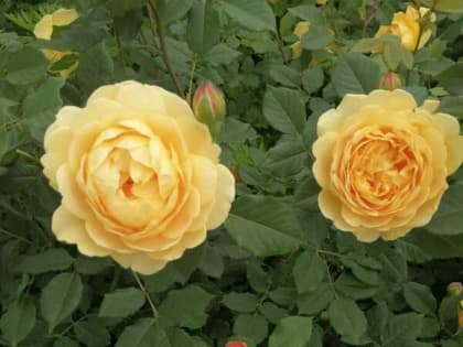 Дождь и жару обещают шахтинцам в начале недели