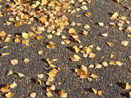 Почему дважды в год следует опасаться ростовских тополей