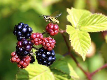 ДИЕТОЛОГ ПРЕДУПРЕДИЛА ОБ ОПАСНЫХ ПОСЛЕДСТВИЯХ УПОТРЕБЛЕНИЯ НЕМЫТЫХ ЯГОД