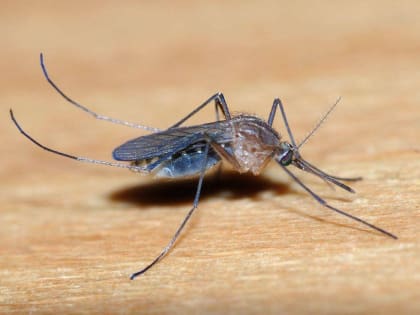 Инфекционист рассказал об опасности лихорадки Западного Нила