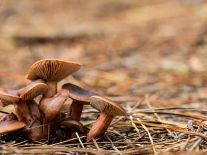 Таганрожцев предупреждают, что дикорастущие грибы опасны