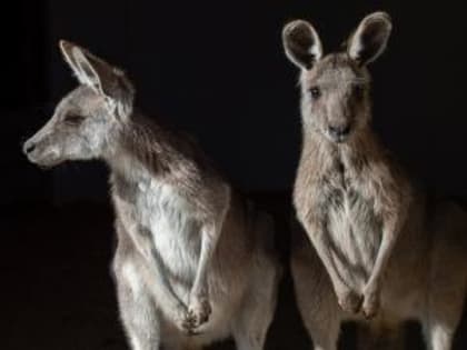 В Ростовском зоопарке выбирают имена для двух серых кенгуру