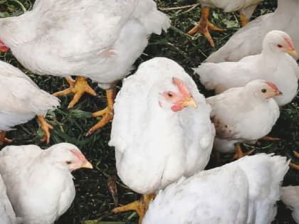 Вспышку птичьего гриппа обнаружили в Ростовской области 15 августа