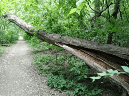 Урбанист Зайцев осудил застройку рощи СКА в Ростове при недостаточном озеленении