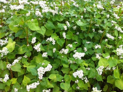 Советы владельцам приусадебных и дачных хозяйств: сидераты, как один из способов оздоровления почвы