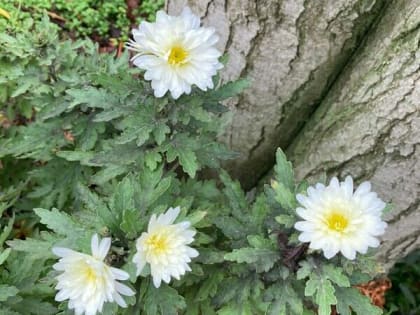 Холодную и пасмурную погоду обещают шахтинцам