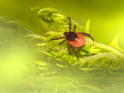 Зоолог рассказал, какие болезни переносят клещи в Ростовской области