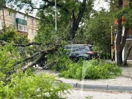 В Таганроге устраняют последствия ураганного ветра