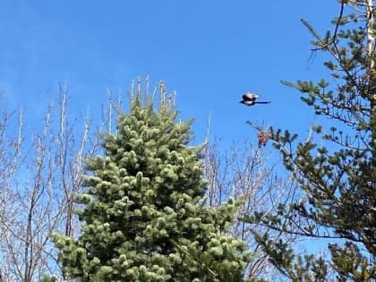 На Крещение в Шахтах будет тепло и ветрено