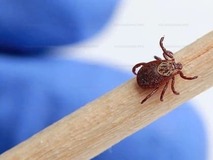 В Волгодонске уже девять пострадавших от укусов клещей. Сезон начался