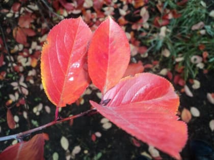 В последний день осени шахтинцев ждет морозная и ветреная погода