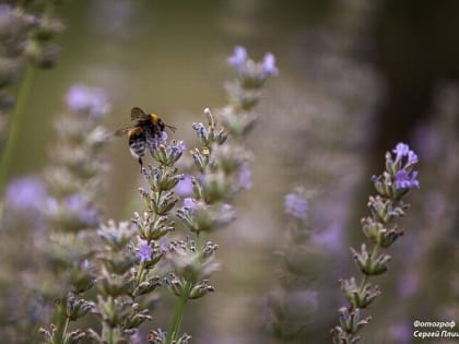 Август в Таганроге начнётся с дождей и небольшой прохлады