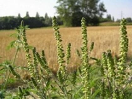 Управление Россельхознадзора информирует о вредоносности и мерах борьбы с опасным карантинным сорным растением - амброзии полыннолистной