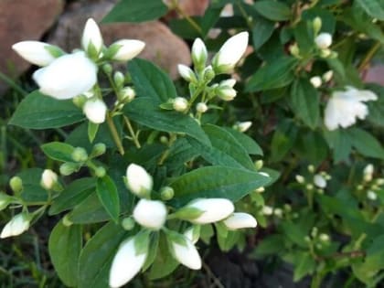 Аномальную жару и сильный ветер обещают шахтинцам