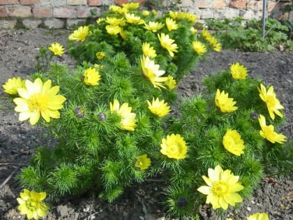 В Ростовской области растет редкий цветок, который может убить животное