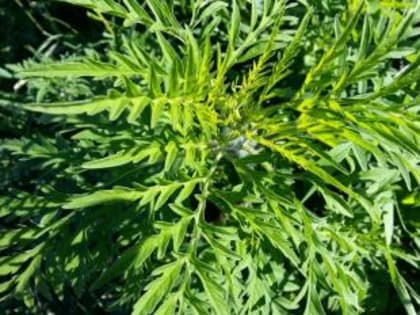 Ростов вошел в топ городов, чьи жители больше других страдают от аллергии