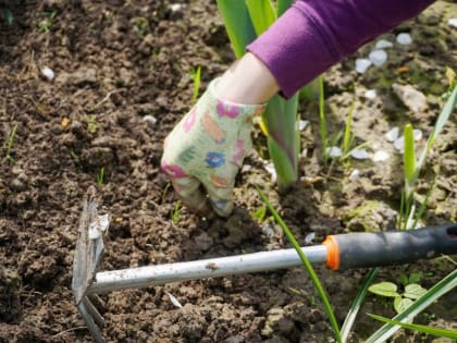 Дачные автобусы в Волгодонске с 1 апреля будут ходить ежедневно