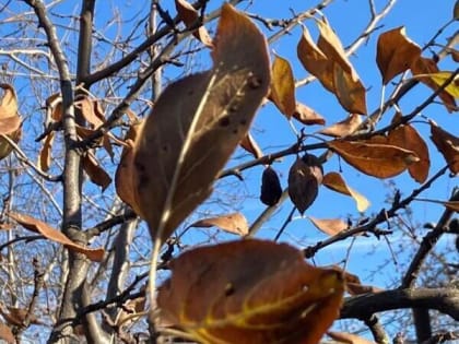 Небольшой мороз и сильный ветер обещают шахтинцам