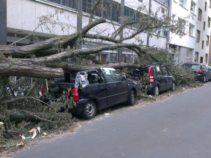 В Ростове ветви дерева рухнули на припаркованные автомобили 12 августа