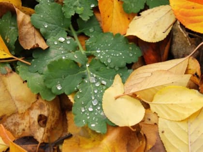 Дождь со снегом и похолодание обещают шахтинцам