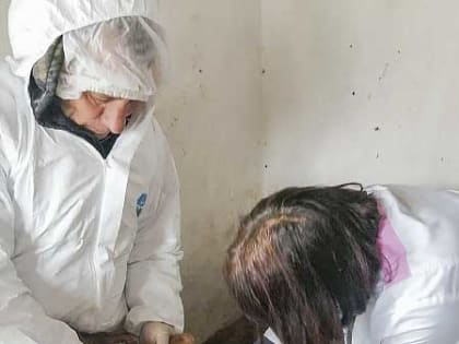 Лейкоз КРС – болезнь опасная