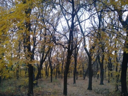 Легкий мороз и пасмурную погоду обещают шахтинцам