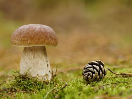 Профилактика пищевых отравлений от употребления дикорастущих грибов